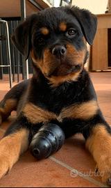 Cucciola Rottweiler alta linea di sangue