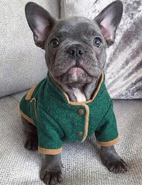 BULLDOG FRANCESE - BOULEDOGUE CUCCIOLI blu