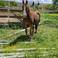 Cavallo adatto a tutti