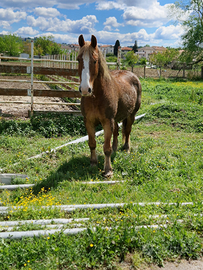 Cavallo adatto a tutti