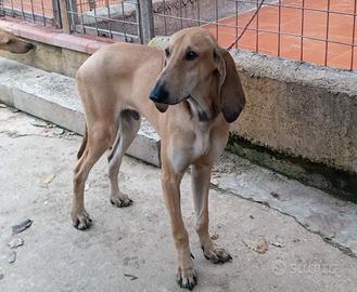 Disponibilità di segugio italiano da lepre