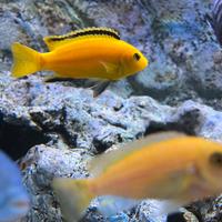 Labidochromis caeruleus