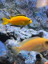 Labidochromis caeruleus