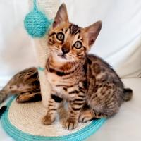 Cuccioli di Bengala con Pedegree