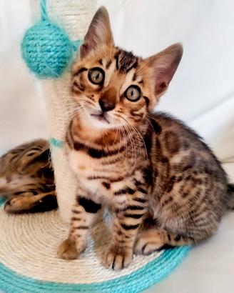 Cuccioli di Bengala con Pedegree