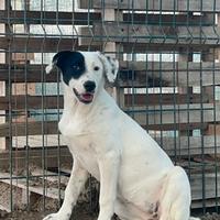 Chloe - piccola dolcezza in adozione