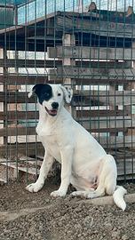 Chloe - piccola dolcezza in adozione