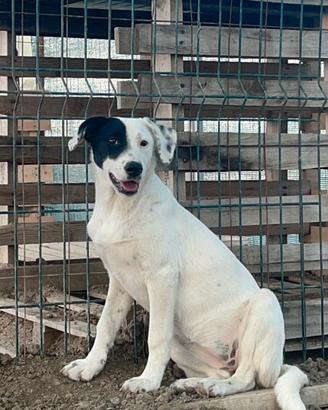 Chloe - piccola dolcezza in adozione