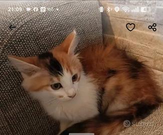 Gattina a pelo lungo