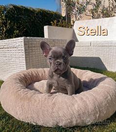Cuccioli bulldog francese exotic