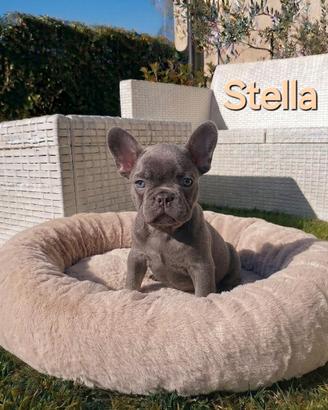 Cuccioli bulldog francese exotic