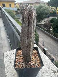Succulenta euphorbia abdelkuri