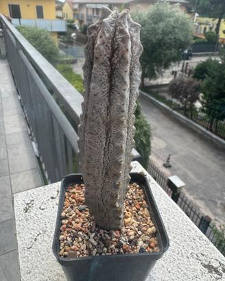 Succulenta euphorbia abdelkuri