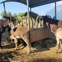 Puledro asino Maschio