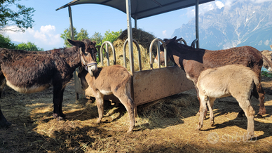 Puledro asino Maschio