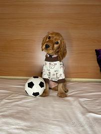 Cocker Spaniel cuccioli