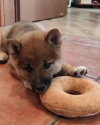 Cuccioli Shiba Inu Milano pedigree ENCI