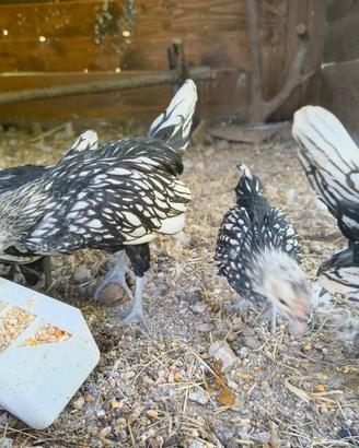 Pulcinotti gallina Sebright