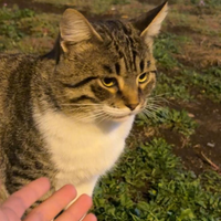 Gatto circa una anno