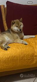 Shiba Inu x monta