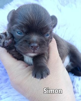 Chihuahua maschietto cioccolato