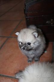 Spitz pomerania nano pedigree