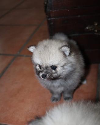 Spitz pomerania nano pedigree