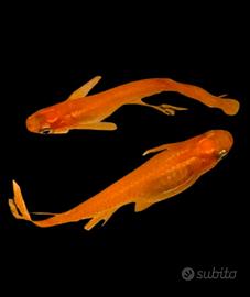 Medaka rossi longfin