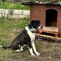 Cane per gente che se ne prenda cura