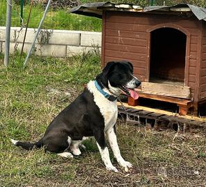 Cane per gente che se ne prenda cura