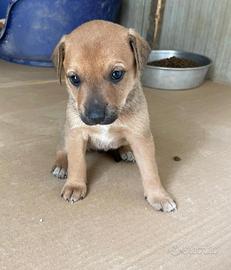 Cuccioli Labrador/amstaff