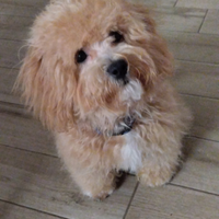 Cane di razza maltipoo