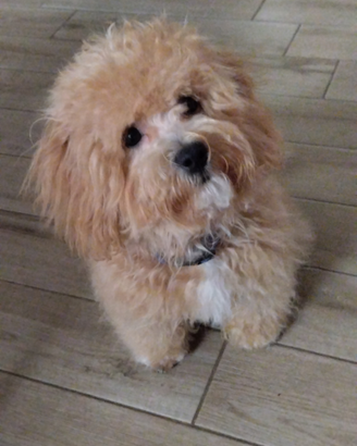 Cane di razza maltipoo