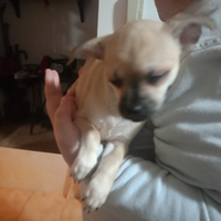 Cuccioli di chihuahua