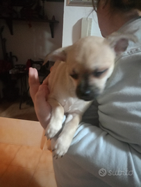 Cuccioli di chihuahua