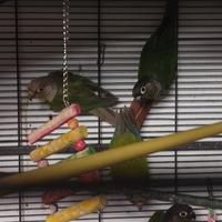 Pyrrhurra pineapple e blu