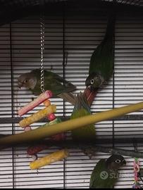 Pyrrhurra pineapple e blu