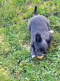 Chihuahua maschio pelo lungo