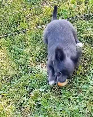 Chihuahua maschio pelo lungo