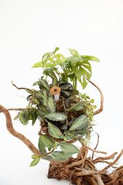Kokedama Monstera adansonii, Pellionia pulchra