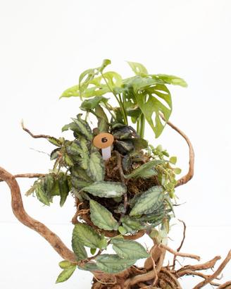Kokedama Monstera adansonii, Pellionia pulchra