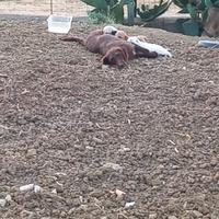 Cani da caccia