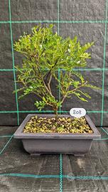 Bonsai di Pepe Giapponese del Sichuan 208