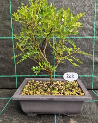 Bonsai di Pepe Giapponese del Sichuan 208
