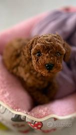 Barboncino toy/mini red