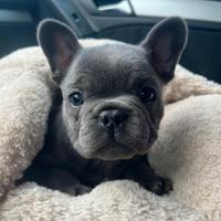 Cuccioli bulldog francese blu