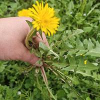 3 Piante vive  di tarassaco a radice nuda