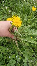 3 Piante vive  di tarassaco a radice nuda