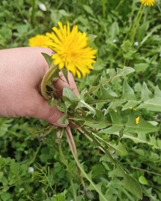 3 Piante vive  di tarassaco a radice nuda