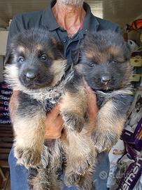 Cuccioli di pastore tedesco con pedigree